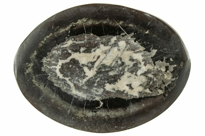 Polished Fish Coprolite (Fossil Poo) Nodule Half - Scotland #314909